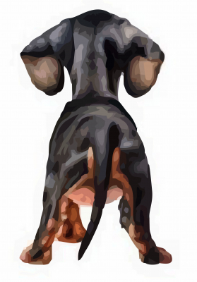 Dachshund butt